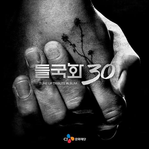 들국화