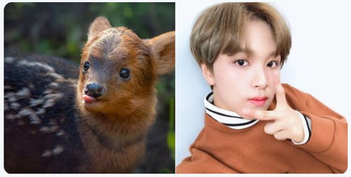 [사진]LA 동물원 트위터 캡처, 사슴 '해찬'과 NCT 해찬

