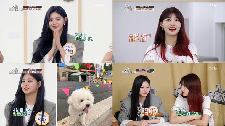 사진 = KBS 2TV &lsquo;개는 훌륭하다&rsquo; 방송 캡처