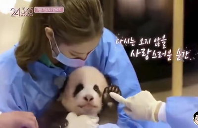 블랙핑크 측 "판다 사육사 체험 영상 공개 유보"