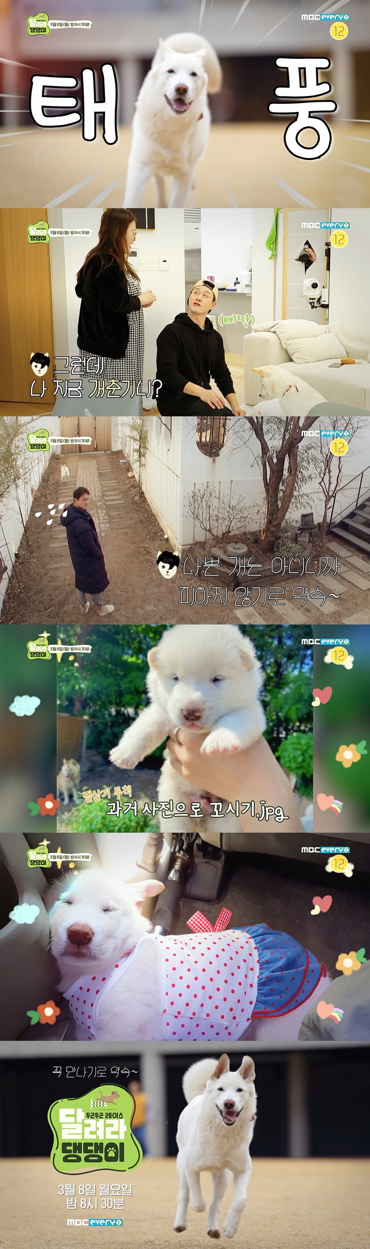 사진제공 = MBC에브리원 &lsquo;두근두근 레이스 <달려라 댕댕이>&rsquo; 티저 캡처